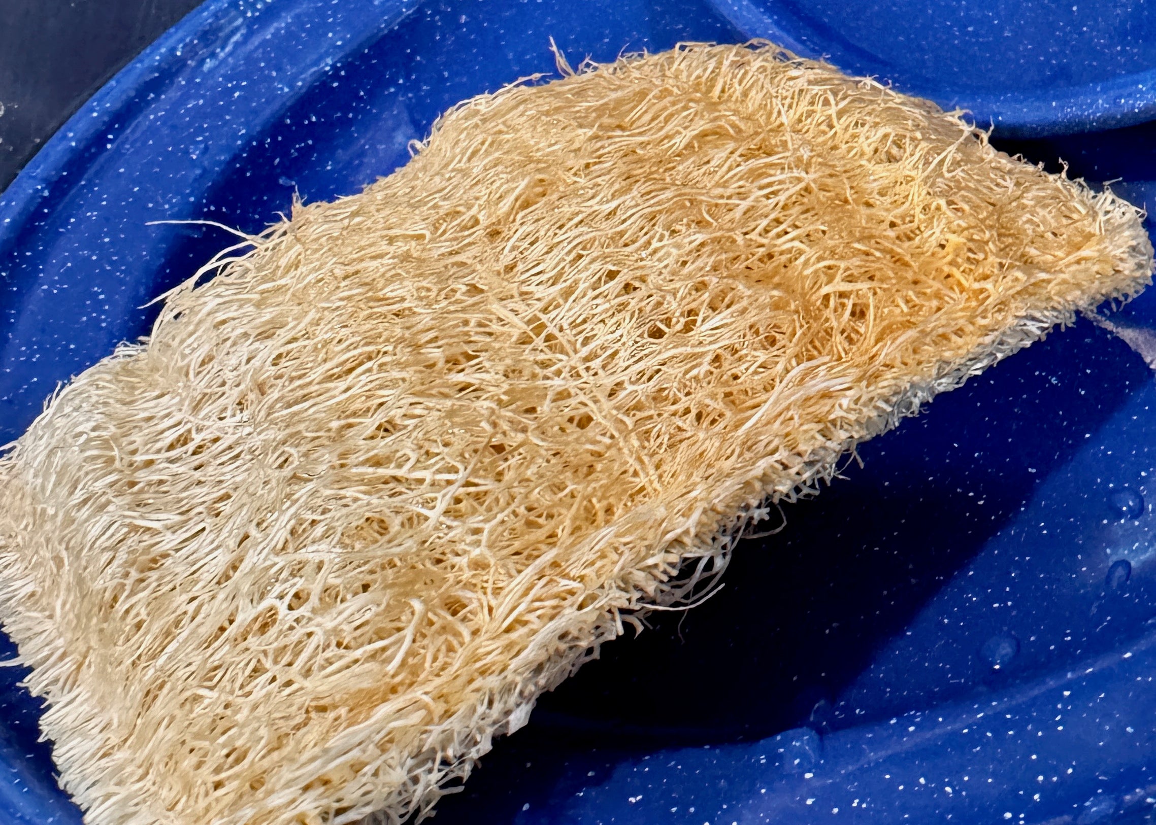 Oloofa Dish Sponge (Số Muớp rửa bát)
