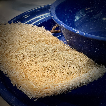 Oloofa Dish Sponge (Số Muớp rửa bát)