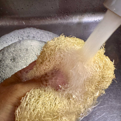 Oloofa Flex Sponge (Xơ Mướp đa năng)